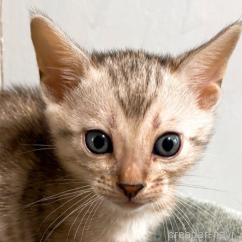 販売中の北海道のベンガル-132453の1枚目