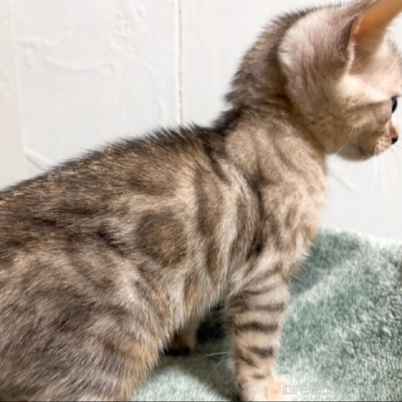 販売中の北海道のベンガル-132453の3枚目