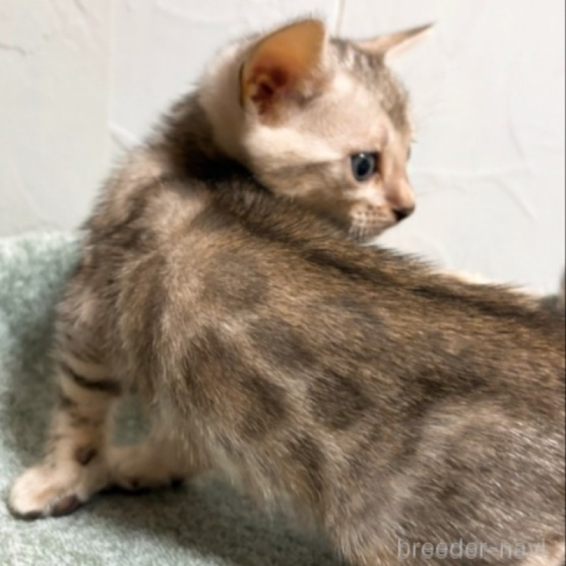 販売中の北海道のベンガル-132453の2枚目