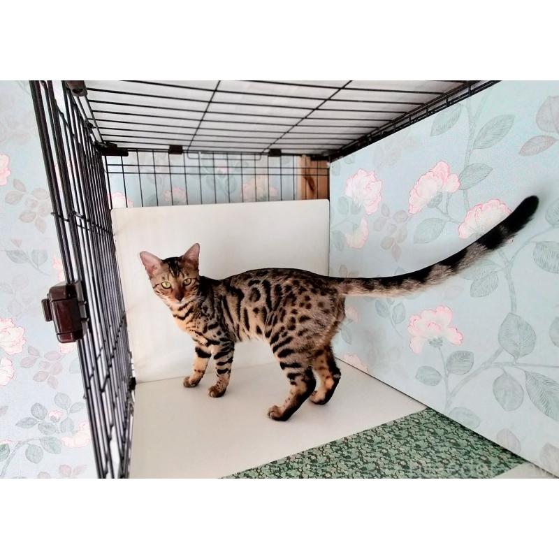 成約済の東京都のベンガル-115476の3枚目