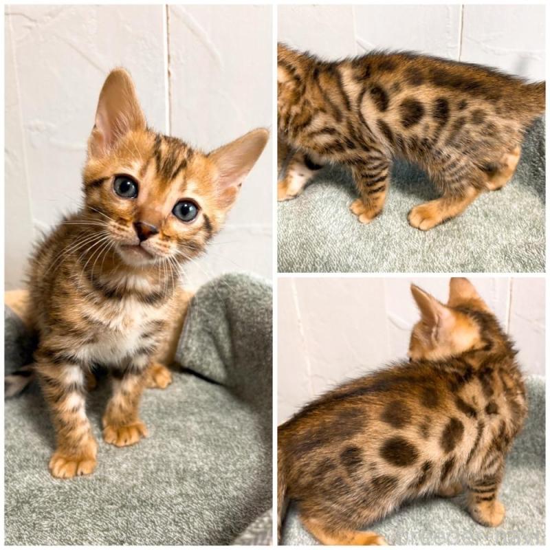 販売中の北海道のベンガル-132454の4枚目