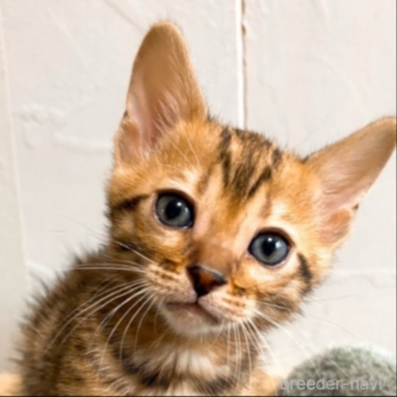 販売中の北海道のベンガル-132454