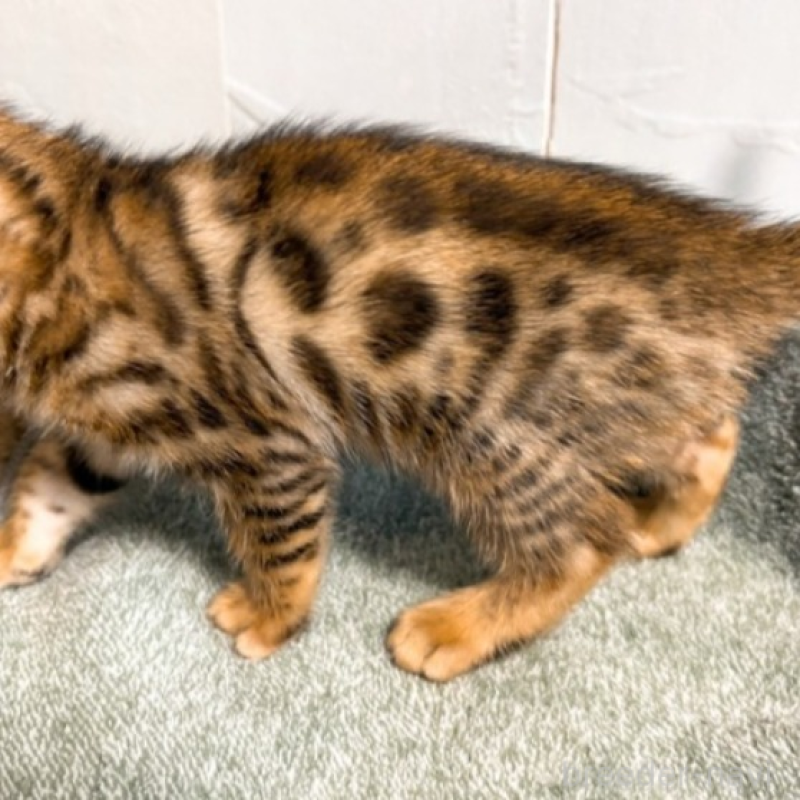 販売中の北海道のベンガル-132454の3枚目