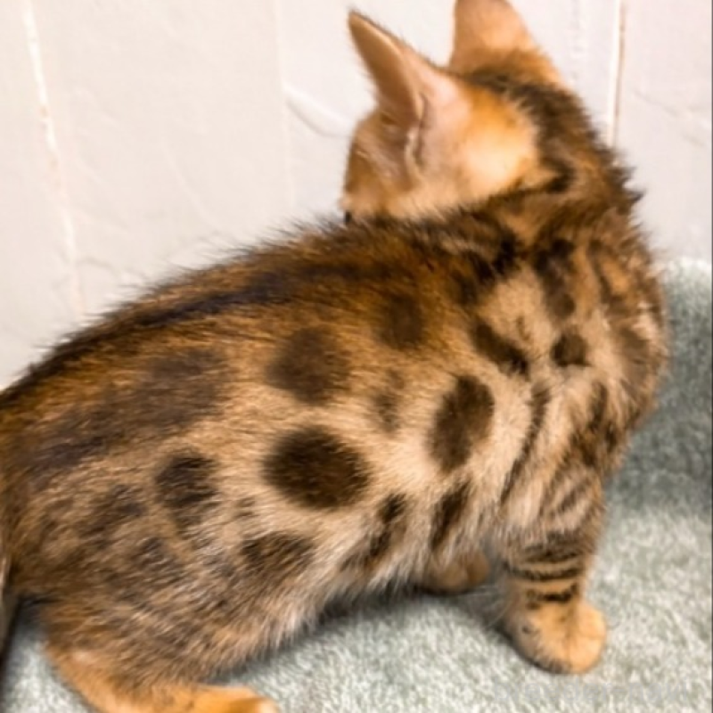 販売中の北海道のベンガル-132454の2枚目