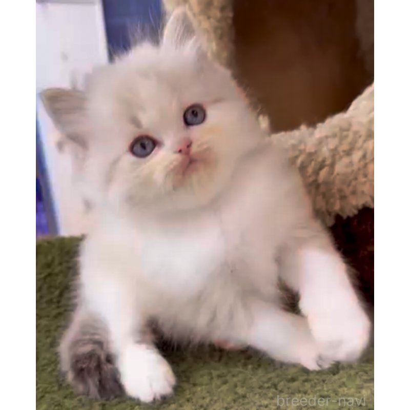 販売中の千葉県のラグドール-132455の2枚目