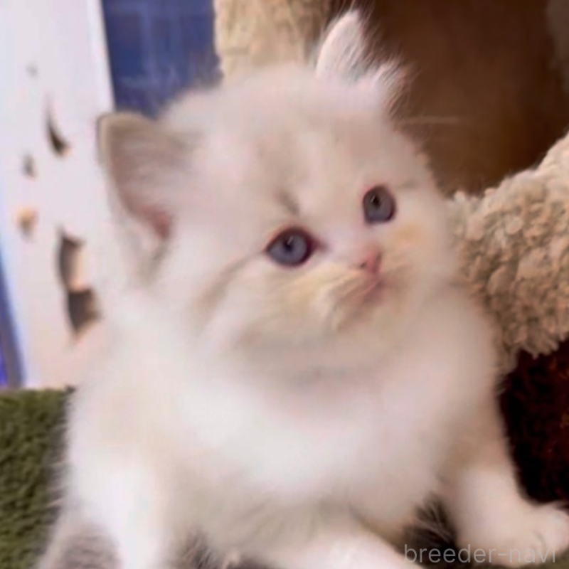 販売中の千葉県のラグドール-132455の1枚目