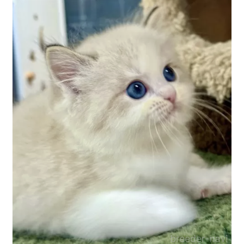 販売中の千葉県のラグドール-132456の2枚目