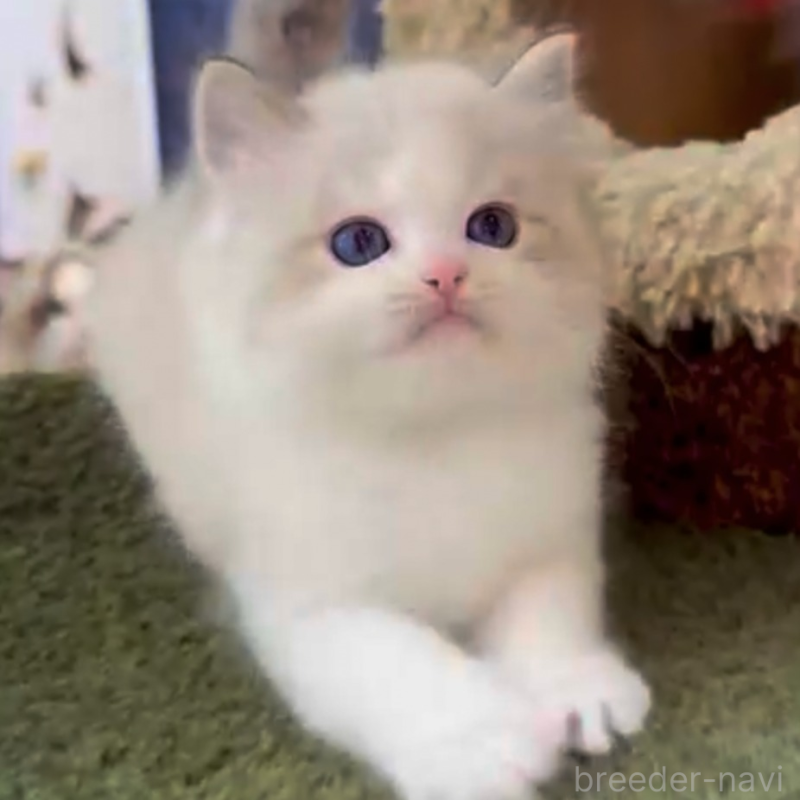 販売中の千葉県のラグドール-132456