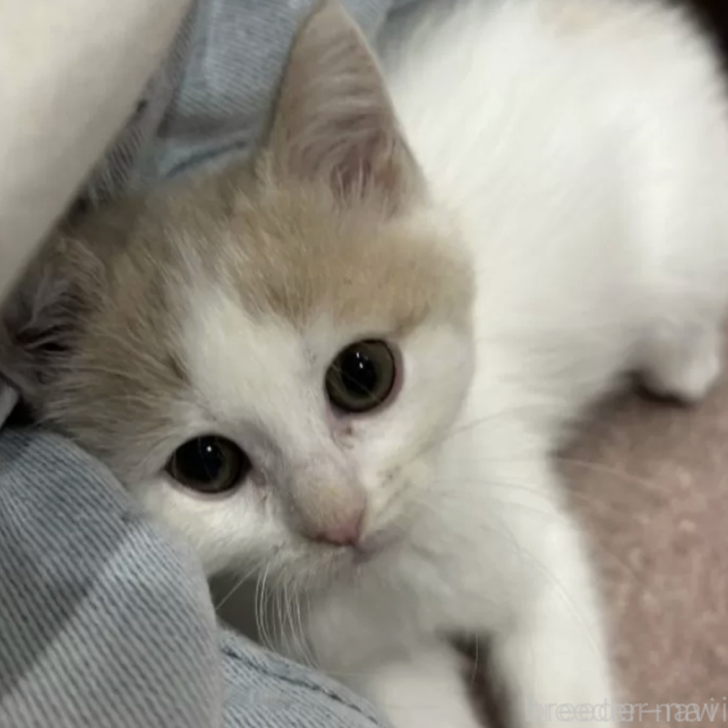 販売中の滋賀県のスコティッシュフォールド-132458の1枚目