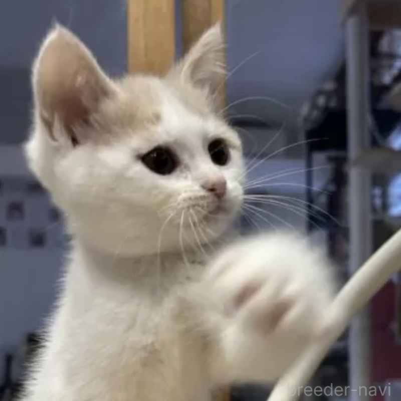 販売中の滋賀県のスコティッシュフォールド-132458の2枚目