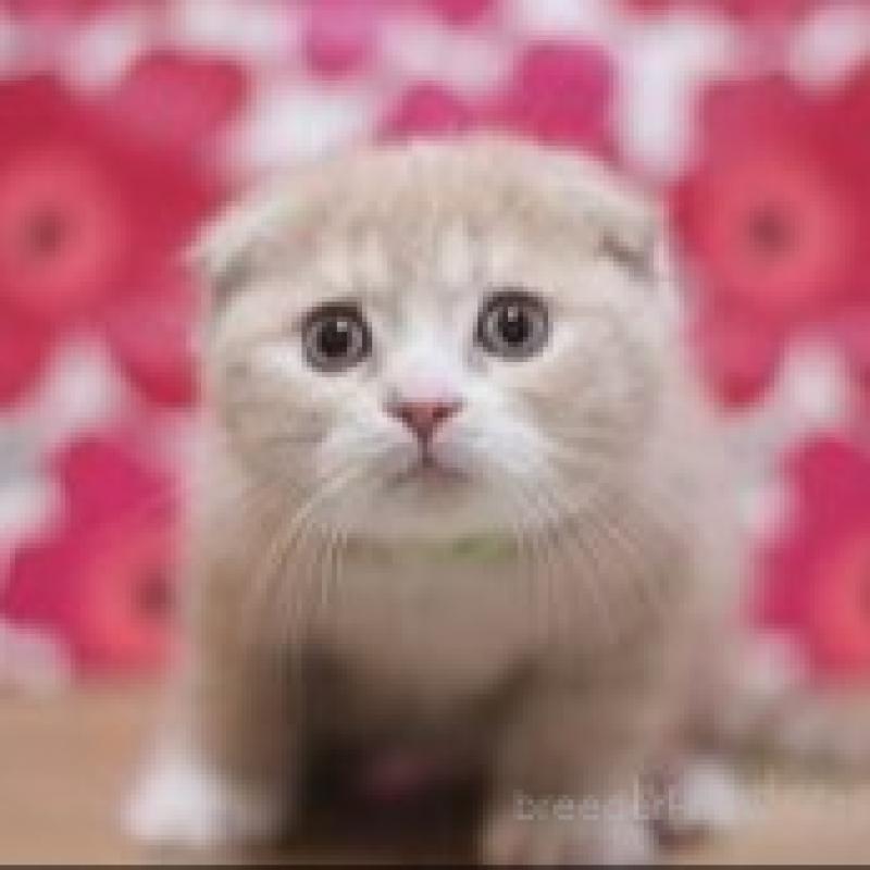 販売中の東京都のスコティッシュフォールド(折れ耳)-132457の1枚目