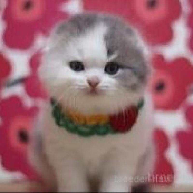 販売中の東京都のスコティッシュフォールド(折れ耳)-132460