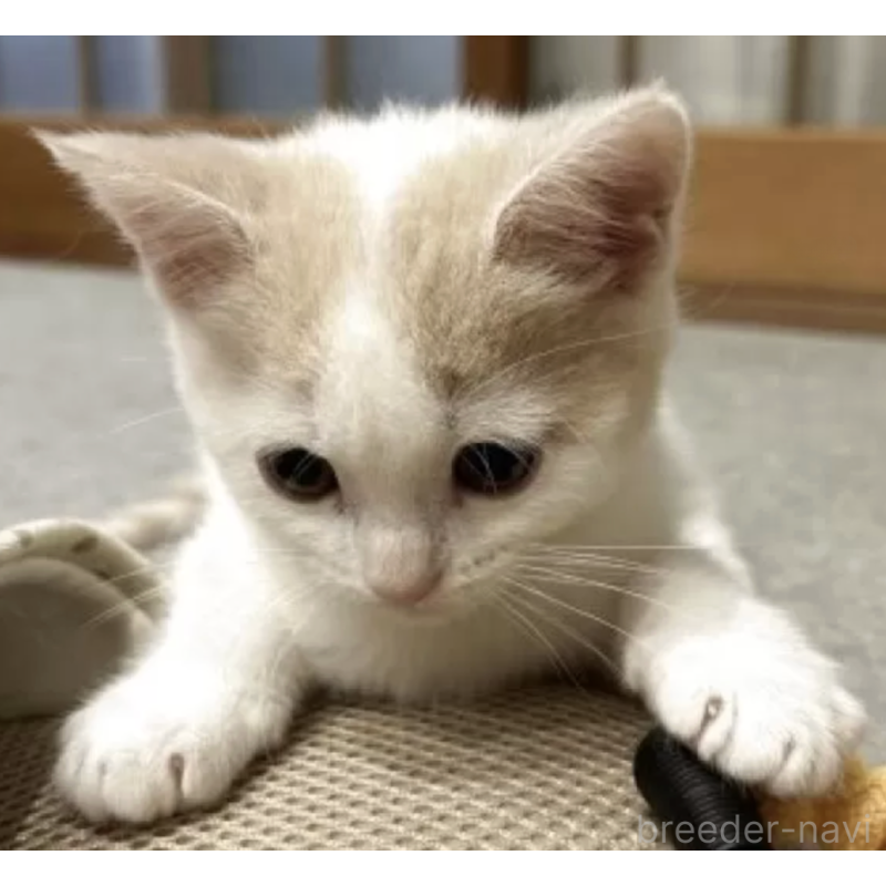 販売中の滋賀県のスコティッシュフォールド-132461の2枚目