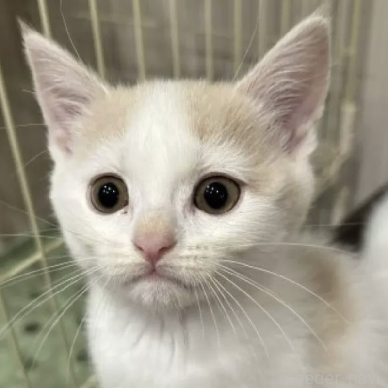 販売中の滋賀県のスコティッシュフォールド-132461