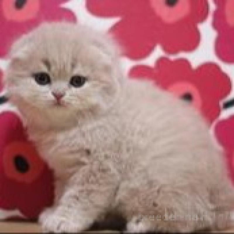 販売中の東京都のスコティッシュフォールド(折れ耳)-132462