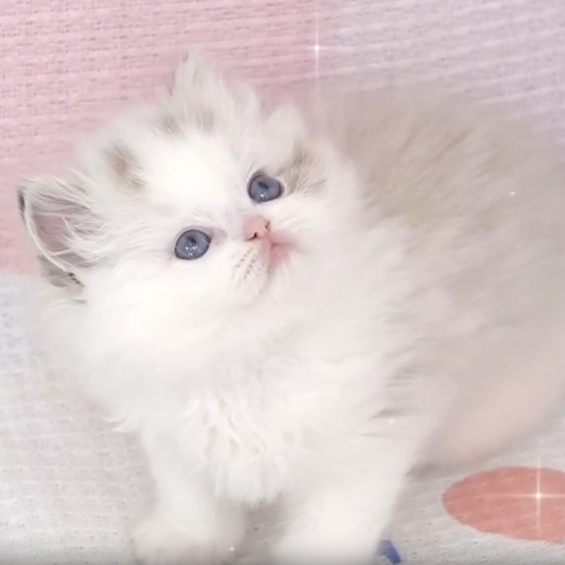 販売中の茨城県のラグドール-132464