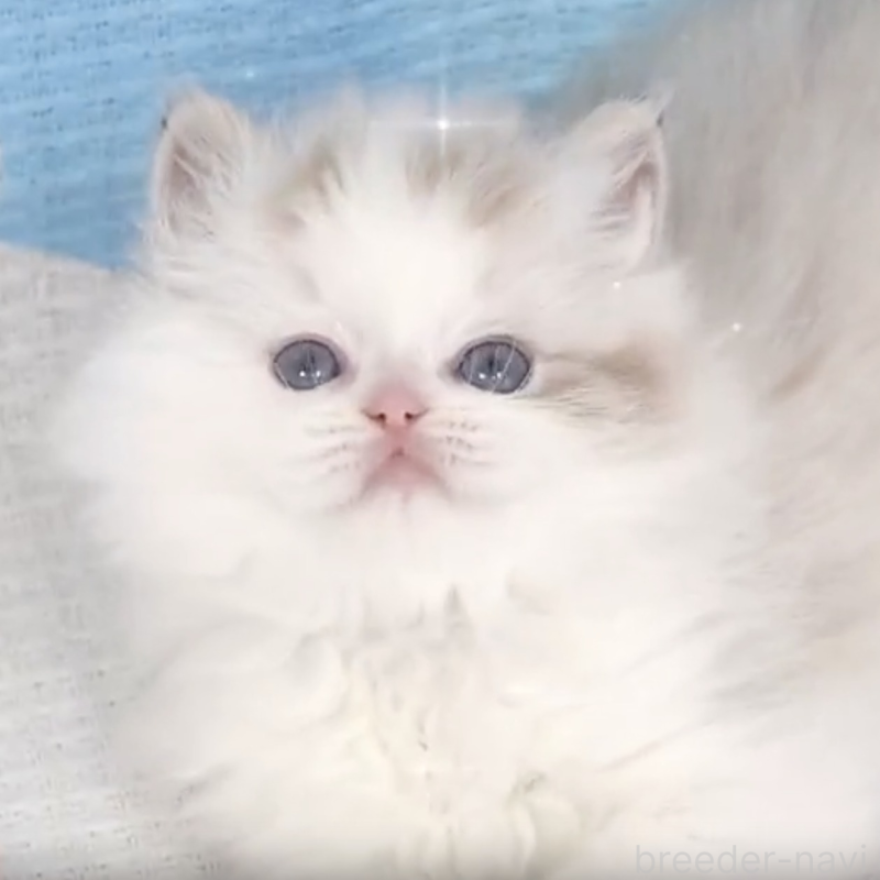 販売中の茨城県のラグドール-132464の2枚目