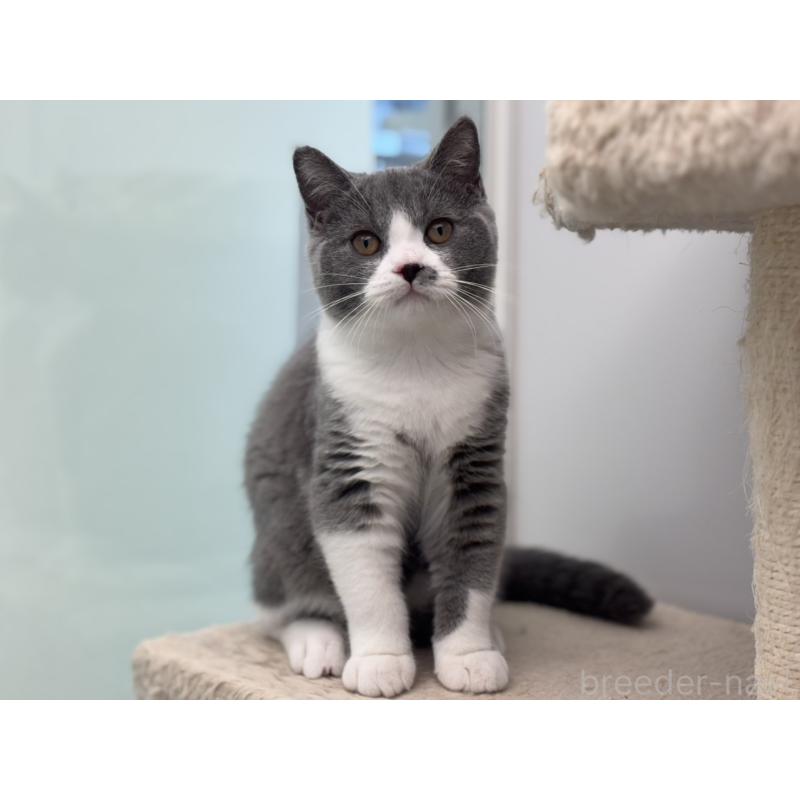 販売中の神奈川県のブリティッシュショートヘア-132465の5枚目