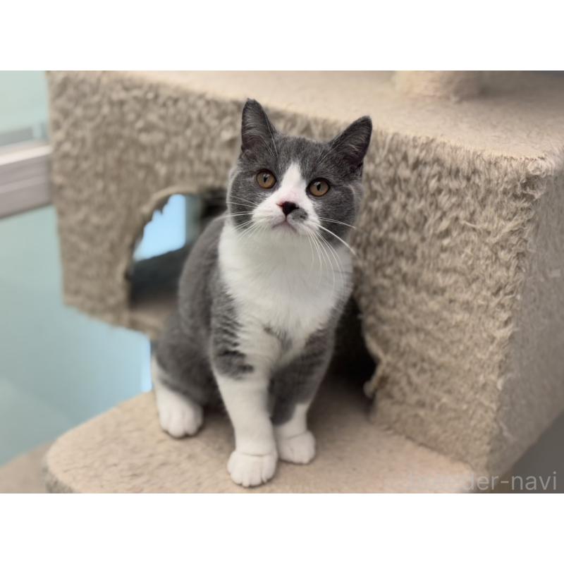 販売中の神奈川県のブリティッシュショートヘア-132465の4枚目
