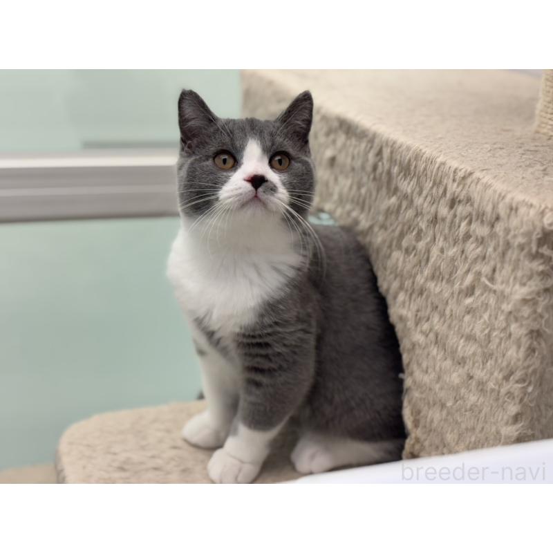 販売中の神奈川県のブリティッシュショートヘア-132465の3枚目