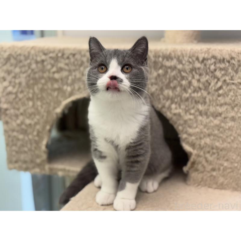 販売中の神奈川県のブリティッシュショートヘア-132465の2枚目