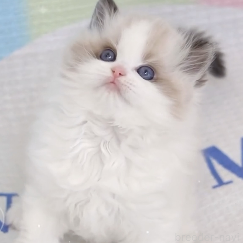 販売中の茨城県のラグドール-132466の1枚目