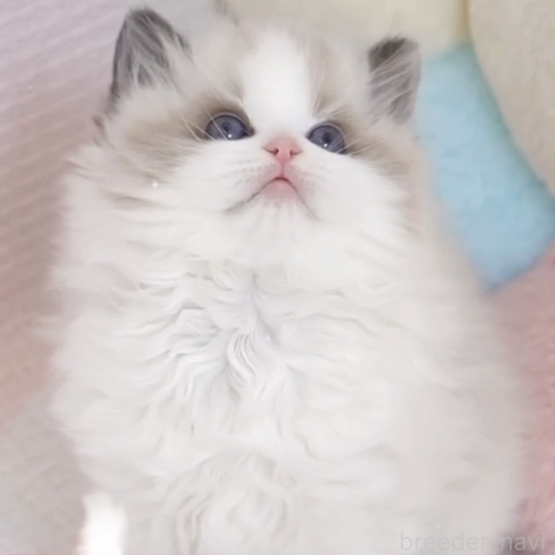 販売中の茨城県のラグドール-132466の2枚目