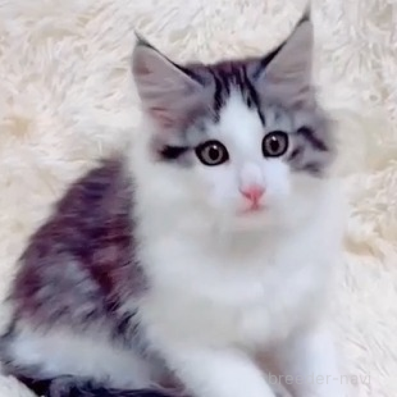 販売中の静岡県のノルウェージャンフォレストキャット-132467