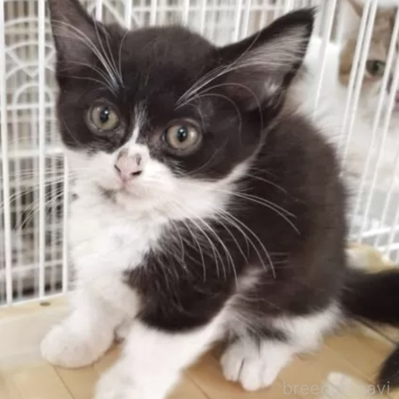 販売中の千葉県のミヌエット(短足)-132469の2枚目