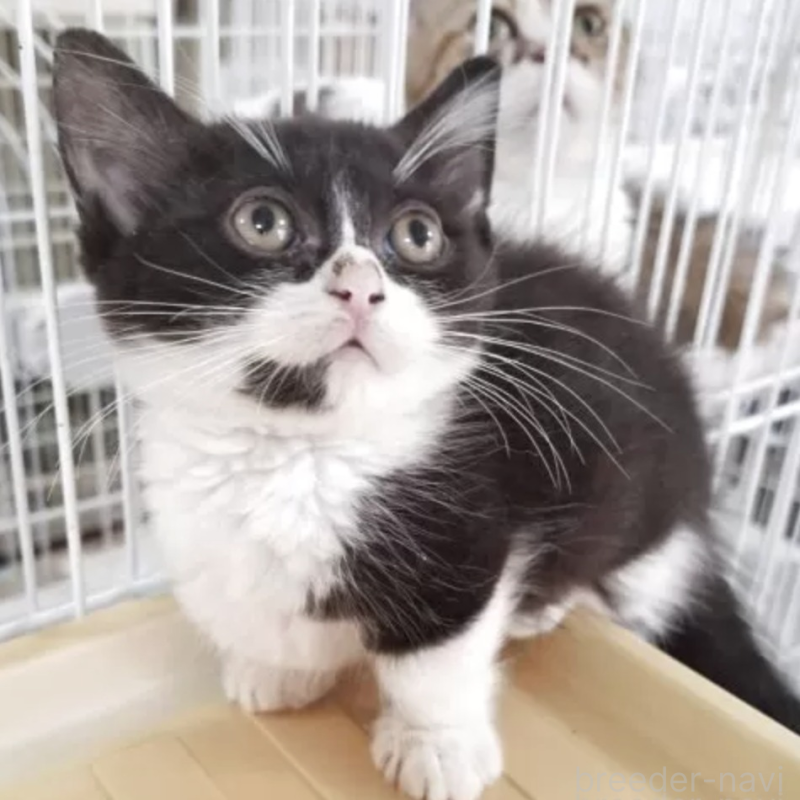 販売中の千葉県のミヌエット(短足)-132469の1枚目