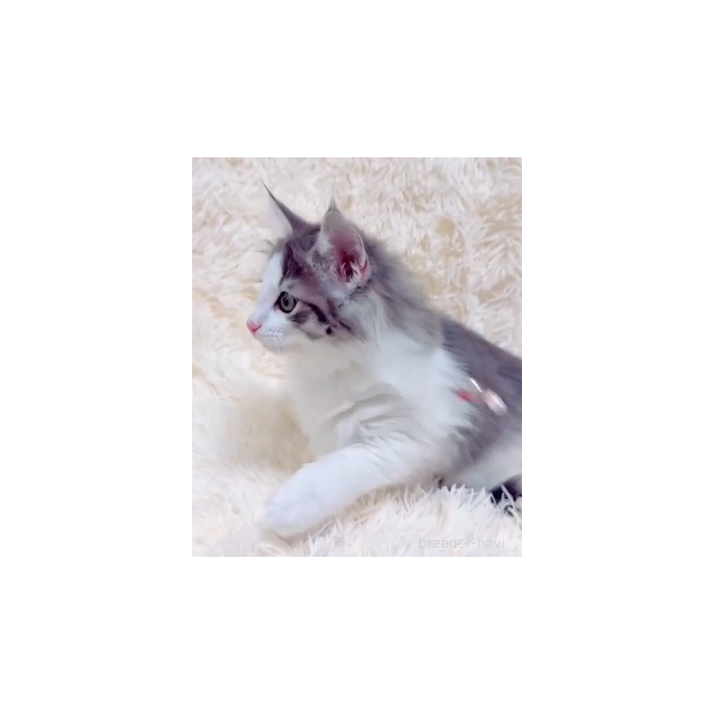 販売中の静岡県のノルウェージャンフォレストキャット-132468の2枚目