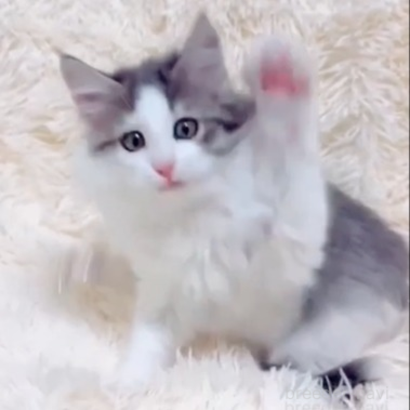 販売中の静岡県のノルウェージャンフォレストキャット-132468の1枚目