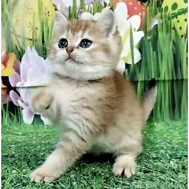 販売中の大阪府のブリティッシュショートヘア-132471の2枚目