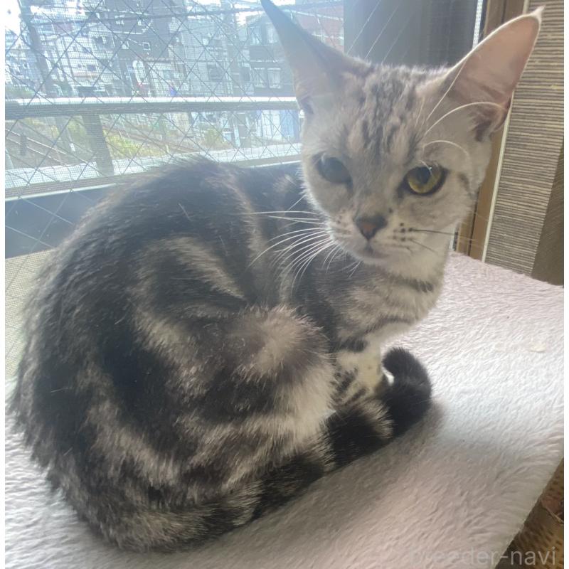 販売中の埼玉県のスコティッシュフォールド-119349の6枚目