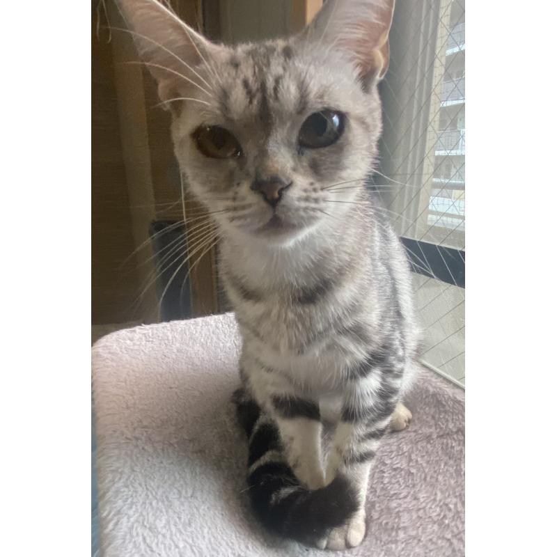 販売中の埼玉県のスコティッシュフォールド-119349の5枚目