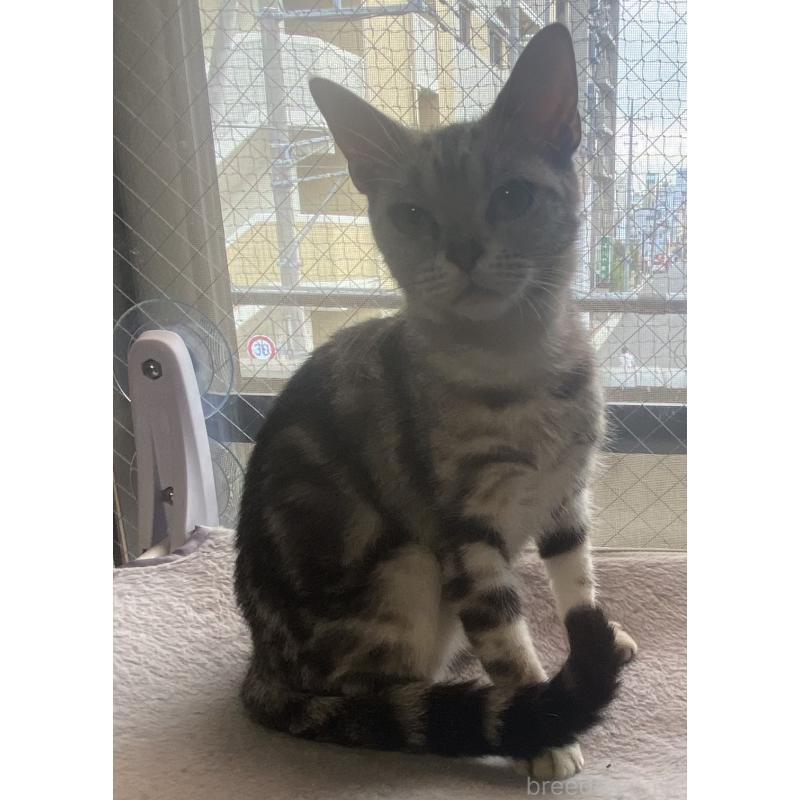 販売中の埼玉県のスコティッシュフォールド-119349の4枚目