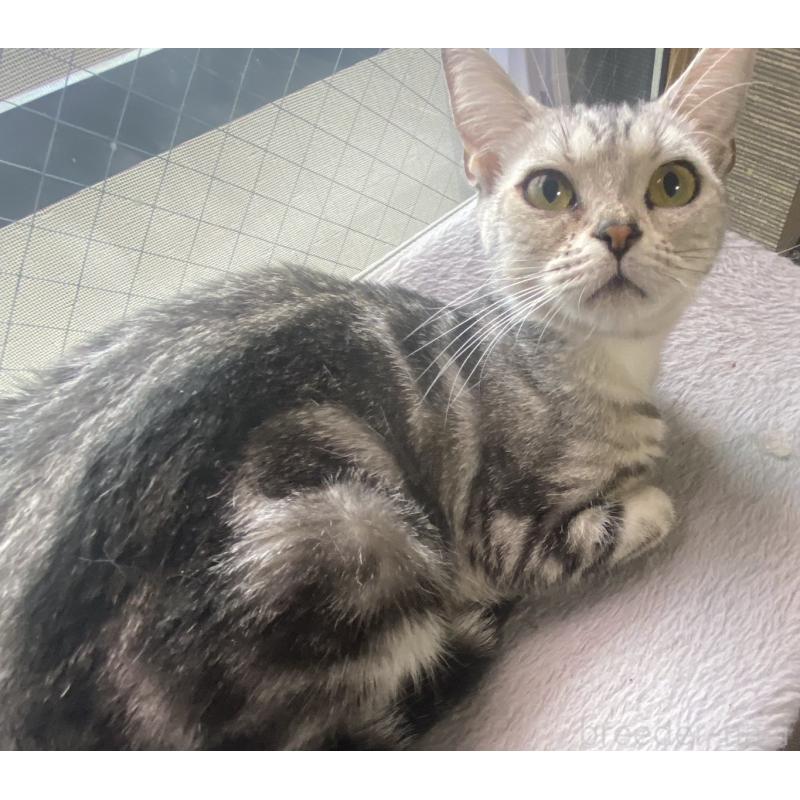 販売中の埼玉県のスコティッシュフォールド-119349の2枚目