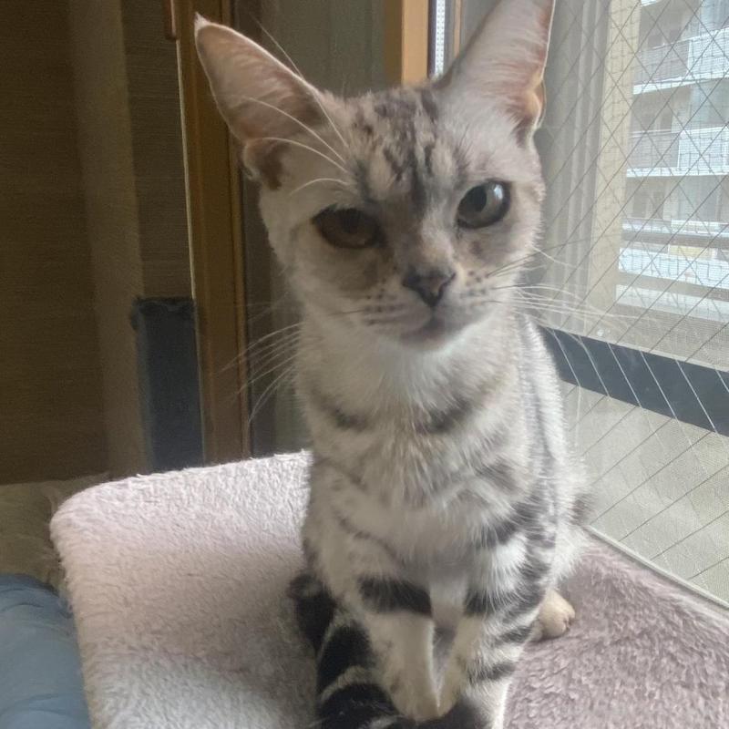 販売中の埼玉県のスコティッシュフォールド-119349の1枚目