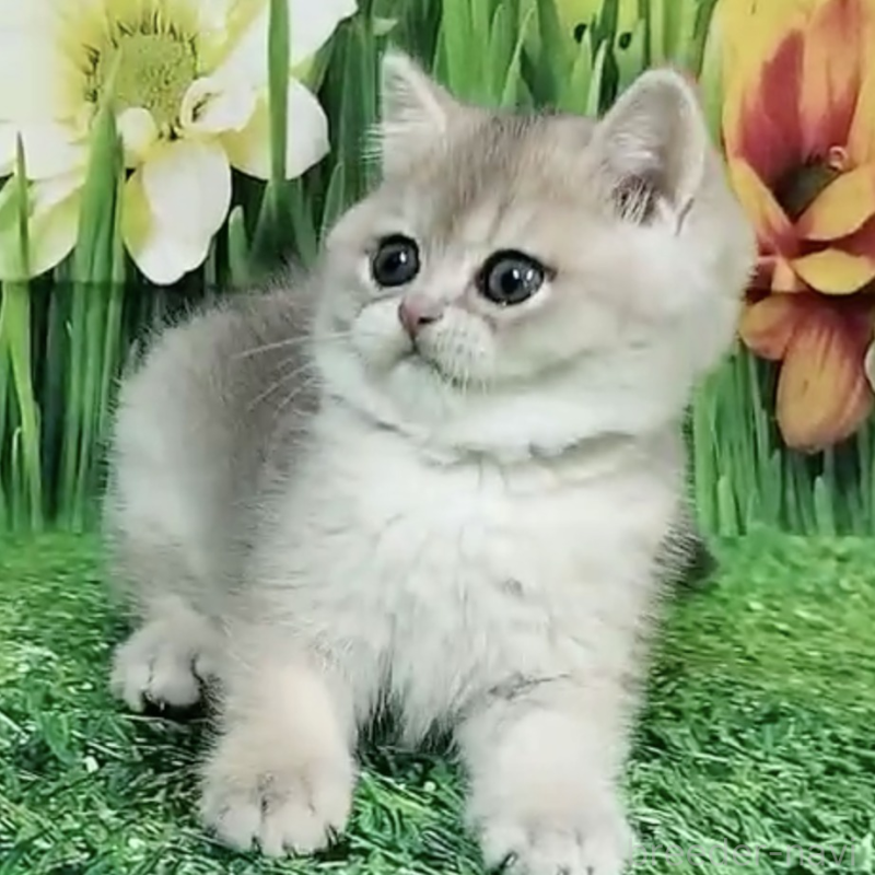 販売中の大阪府のブリティッシュショートヘア-132472