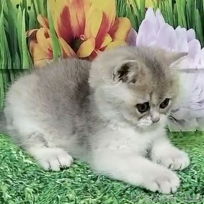 販売中の大阪府のブリティッシュショートヘア-132472の2枚目