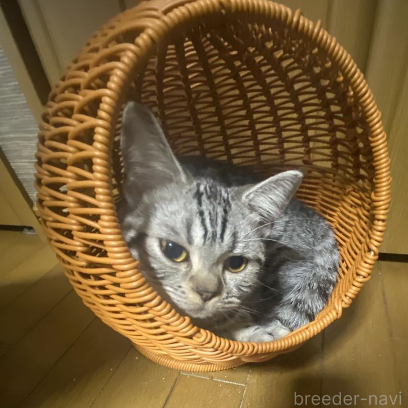 販売中の埼玉県のスコティッシュフォールド-124153の7枚目