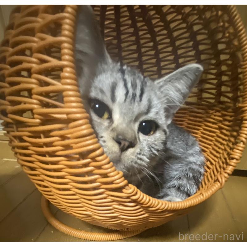 販売中の埼玉県のスコティッシュフォールド-124153の6枚目