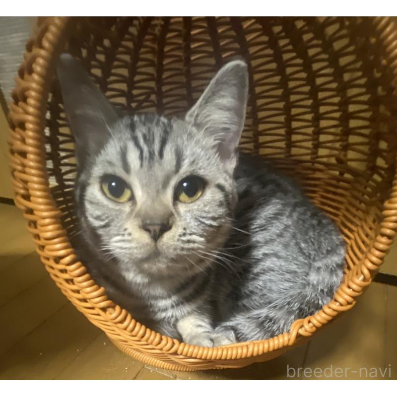 販売中の埼玉県のスコティッシュフォールド-124153の5枚目