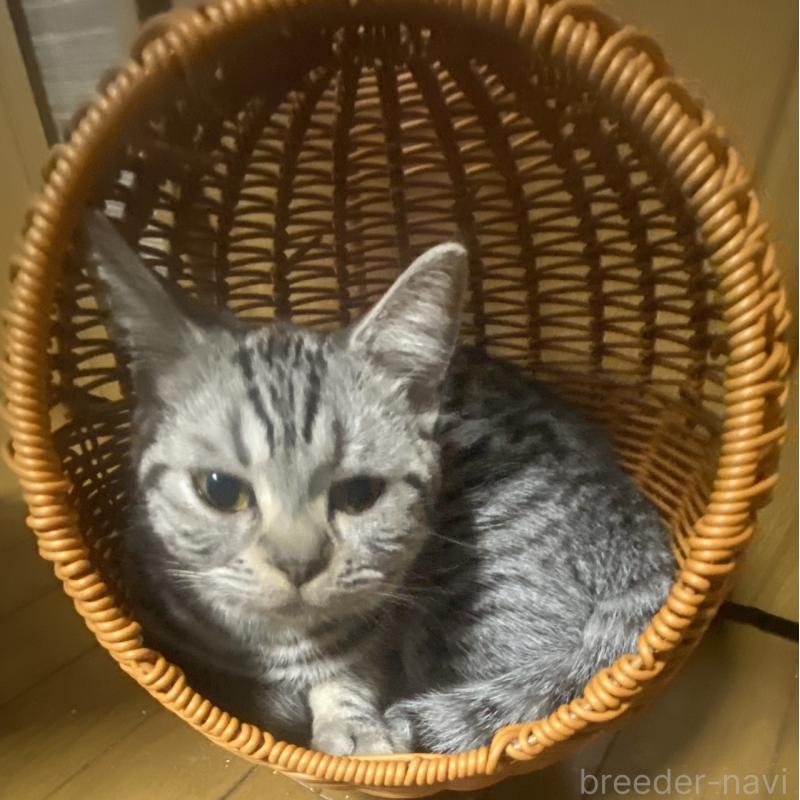 販売中の埼玉県のスコティッシュフォールド-124153の4枚目