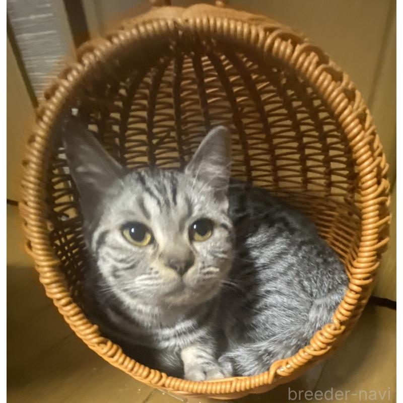 販売中の埼玉県のスコティッシュフォールド-124153の3枚目