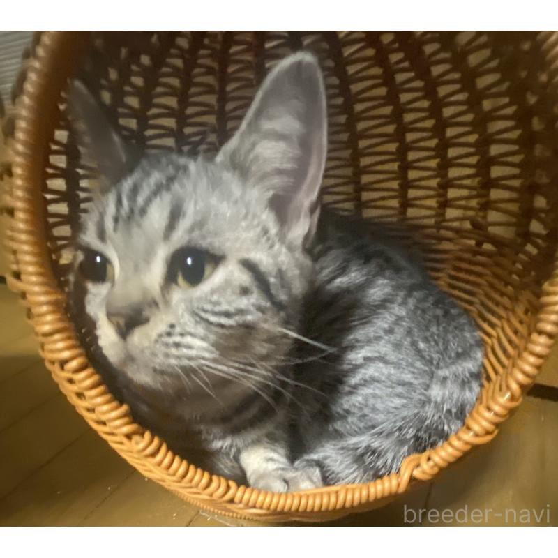 販売中の埼玉県のスコティッシュフォールド-124153の2枚目