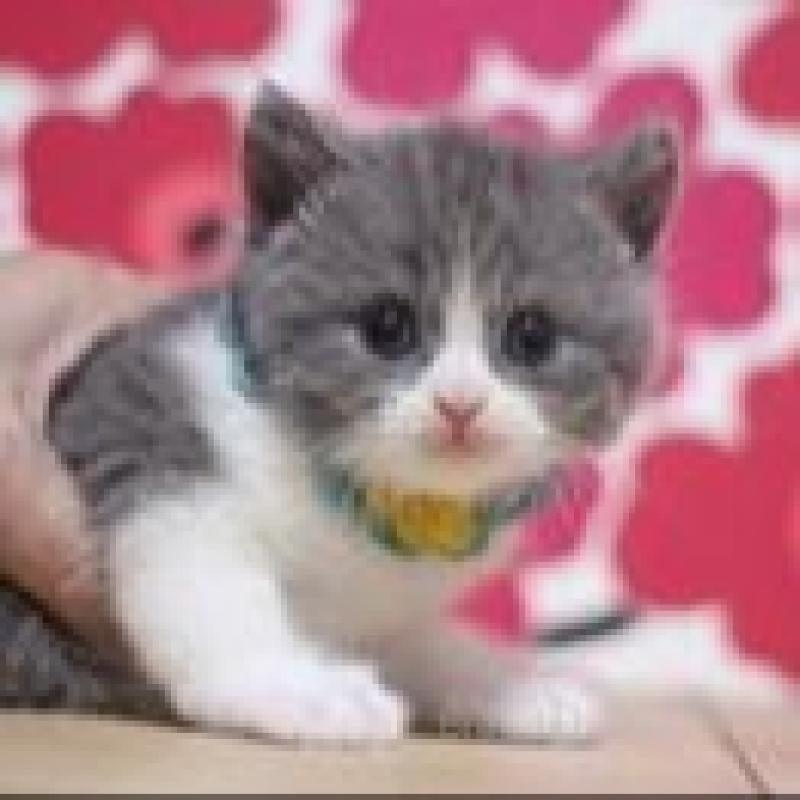 販売中の東京都のブリティッシュショートヘア-132425の2枚目