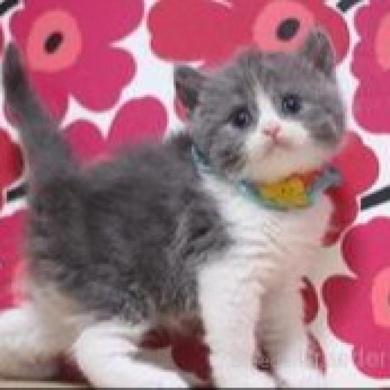 販売中の東京都のブリティッシュショートヘア-132425の1枚目