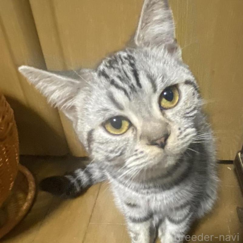 販売中の埼玉県のスコティッシュフォールド-124153の1枚目