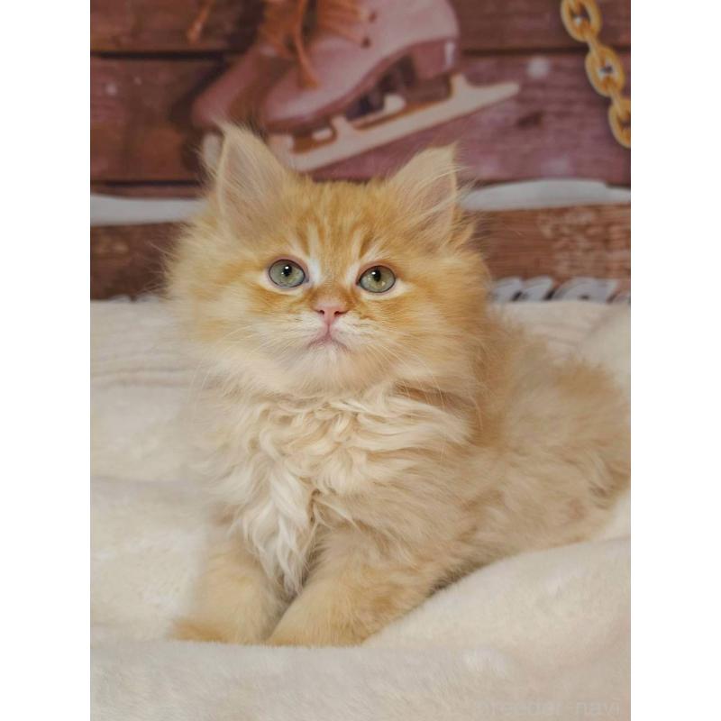 販売中の埼玉県のサイベリアン-132473の2枚目